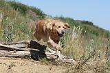 GOLDEN RETRIEVER 232
